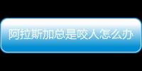 阿拉斯加總是咬人怎么辦？阿拉斯加總是咬自己身上怎么回事