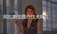 阿拉斯加是烈性犬嗎?(阿拉斯加大型犬)