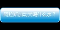 阿拉斯加幼犬喝什么水？阿拉斯加犬喝涼水還是熱水