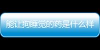 能讓狗睡覺的藥是什么樣子的呢(想讓狗狗睡覺吃什么藥)