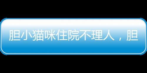 膽小貓咪住院不理人，膽小貓咪住院怎么辦