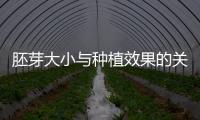 胚芽大小與種植效果的關系分析