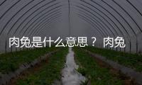 肉兔是什么意思？ 肉兔