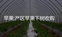 蘋果:產區蘋果下樹收購價格穩定