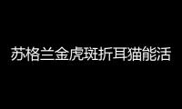 蘇格蘭金虎斑折耳貓能活多久  金色的蘇格蘭折耳貓有虎斑