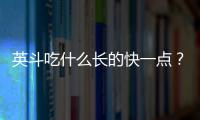 英斗吃什么長的快一點？英斗吃什么長肌肉