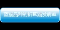 藍貓品種的折耳貓發病率大嗎視頻？藍貓折耳貓好養嗎