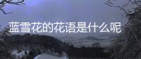 藍雪花的花語是什么呢 藍雪花的種注意是什么呢