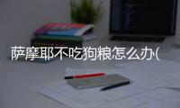 薩摩耶不吃狗糧怎么辦(薩摩耶吃什么狗糧比較好)