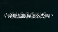 薩摩耶起眼屎怎么辦啊？薩摩耶起眼屎怎么回事