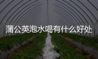 蒲公英泡水喝有什么好處,喝蒲公英泡水的正確方法及注意事項