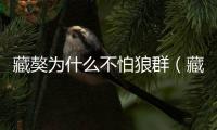 藏獒為什么不怕狼群（藏獒傷人）