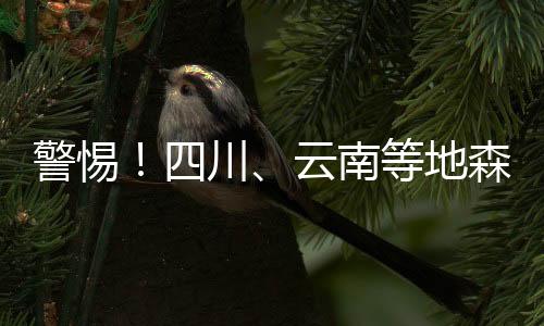警惕！四川、云南等地森林火險等級為高度危險