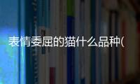 表情委屈的貓什么品種(表情里的狗頭是什么品種)