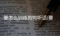 要怎么訓練狗狗聽話(要怎么訓練狗狗用尿墊)