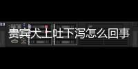 貴賓犬上吐下瀉怎么回事？貴賓犬吐了怎么辦好