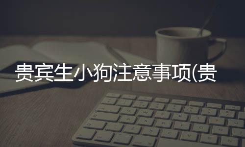 貴賓生小狗注意事項(貴賓生小狗一般要生多久)