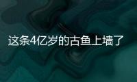 這條4億歲的古魚上墻了！—新聞—科學網