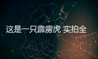 這是一只霹靂虎 實(shí)拍全新瑞虎7 SPORT版