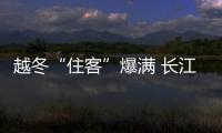 越冬“住客”爆滿 長江上的濕地樂園迎來鳥類“度假”潮