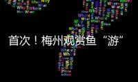 首次！梅州觀賞魚“游”入國(guó)際市場(chǎng)