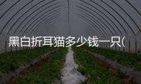 黑白折耳貓多少錢一只(虎斑折耳貓一般多少錢)