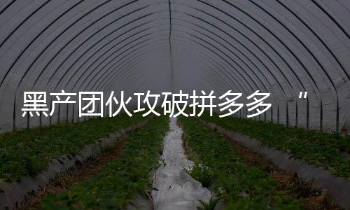 黑產團伙攻破拼多多 “薅羊毛”近千萬元