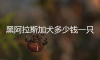 黑阿拉斯加犬多少錢一只(阿拉斯加犬黑十是什么)