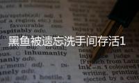 黑魚被遺忘洗手間存活11個(gè)月掉色 這生命力太頑強(qiáng)了！