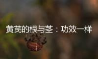 黃芪的根與莖：功效一樣嗎？