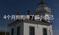 4個月狗狗得了細小自己怎么治療？四個月的狗得了細小病毒能好嗎?