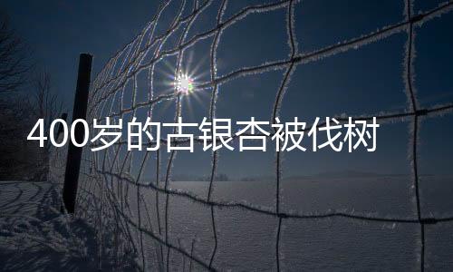 400歲的古銀杏被伐樹冠 被告人賠償還得獲刑