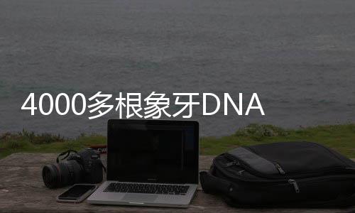 4000多根象牙DNA“揪出”走私真兇