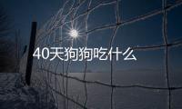 40天狗狗吃什么