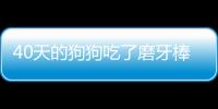 40天的狗狗吃了磨牙棒怎么辦？40天的狗狗吃了磨牙棒有事嗎