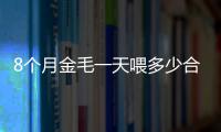 8個月金毛一天喂多少合適呢(8個月金毛一天喂多少合適狗糧)