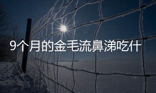 9個(gè)月的金毛流鼻涕吃什么藥好得快？9個(gè)月的金毛流鼻涕吃什么藥好的快