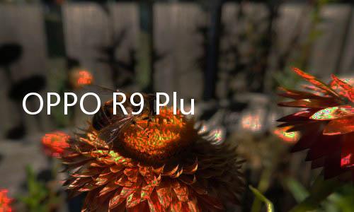 OPPO R9 Plus（全網(wǎng)通）一鍵刷機教程，快速獲取Root權(quán)限