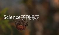 Science子刊揭示：遭遇致命打擊時 癌細胞如何“吃自己”求生