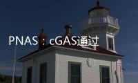 PNAS：cGAS通過保護腸道屏障完整性來限制結腸癌的發展