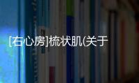 [右心房]梳狀肌(關(guān)于[右心房]梳狀肌簡(jiǎn)述)