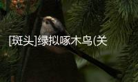 [斑頭]綠擬啄木鳥(關(guān)于[斑頭]綠擬啄木鳥簡述)