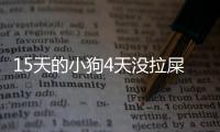 15天的小狗4天沒拉屎