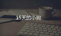 15天的小狗