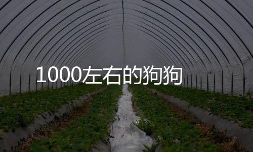 1000左右的狗狗