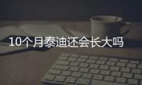 10個(gè)月泰迪還會(huì)長(zhǎng)大嗎為什么(十個(gè)月泰迪還長(zhǎng)嗎)