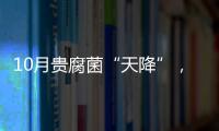 10月貴腐菌“天降”，蘇玳葡萄采收完美收工