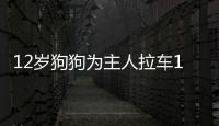 12歲狗狗為主人拉車11年