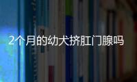 2個月的幼犬?dāng)D肛門腺嗎？幼犬囟門什么時候閉合