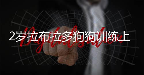 2歲拉布拉多狗狗訓練上廁所